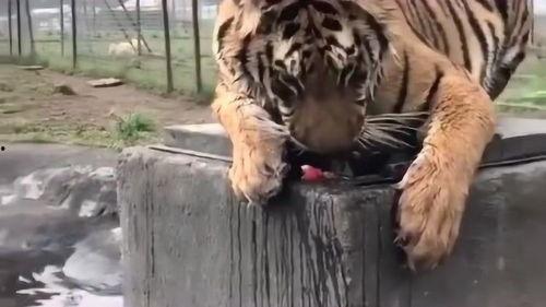 抓地虎吃瓜视频在线观看,带你领略网络红人的魅力瞬间