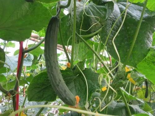 灵性吃瓜视频广告,揭秘视频广告背后的神秘力量