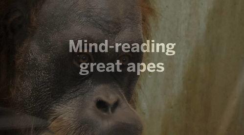 猿猴直播回放视频吃瓜,一场吃瓜盛宴，揭秘网络直播幕后故事