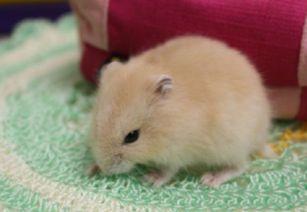 仓鼠可以吃小风瓜吗视频,仓鼠的新鲜美食探索