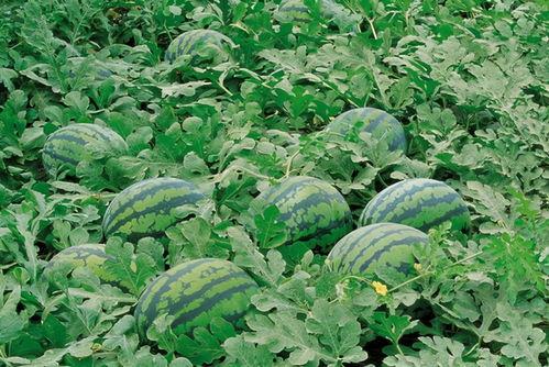 长垣太极原乡吃瓜视频,夏日消暑美食之旅