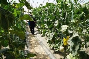 德州吃瓜视频,揭秘当地特色美食与风土人情