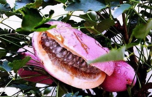 山蛙吃八月瓜好吗视频,探寻自然界的和谐共生