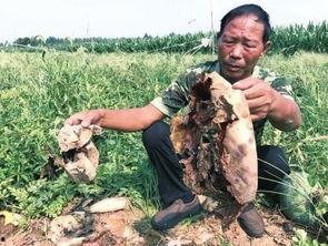 息烽吃瓜事件视频最新,一场网络狂欢背后的真相与反思