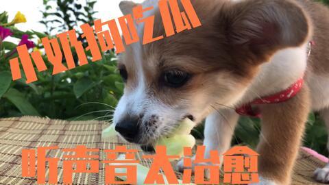 狗吃瓜的视频,萌宠吃瓜视频走红网络