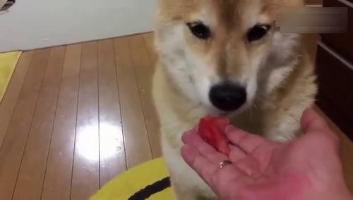 狗吃瓜的视频,萌宠吃瓜视频走红网络