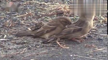 麻雀吃瓜打架视频,一场生态界的“舌尖”大战