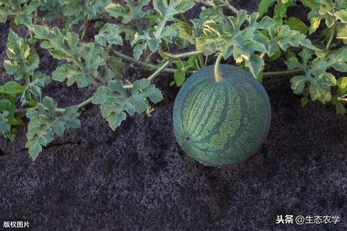 吃瓜视频都是技术,技术驱动下的娱乐新潮流