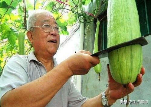 青海大爷吃瓜视频大全集,吃瓜视频大全集揭秘