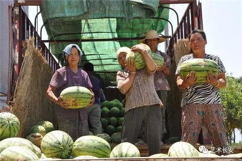 青海大爷吃瓜视频大全集,吃瓜视频大全集揭秘