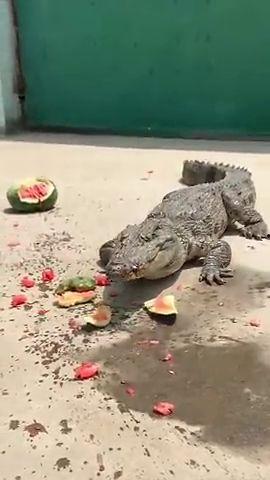 吃瓜的鳄鱼视频大全播放,趣味横生的动物食趣集锦
