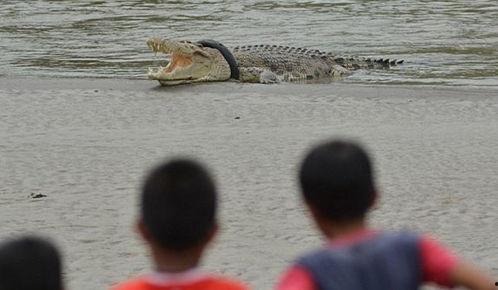 吃瓜的鳄鱼视频大全播放,趣味横生的动物食趣集锦