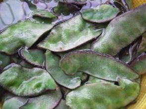 腌王瓜怎么吃才好吃视频,视频教你轻松解锁家常风味