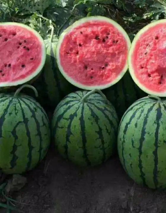 河北学院吃瓜视频,揭秘校园生活趣味瞬间