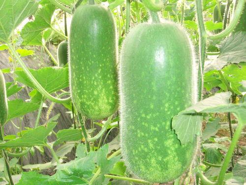 吃桥瓜能减肥么视频讲解,视频讲解揭示神奇瘦身效果