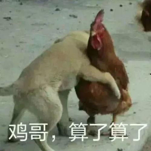 瓜哥无味吃鸡视频大全最新,盘点搞笑、创意、美食盛宴