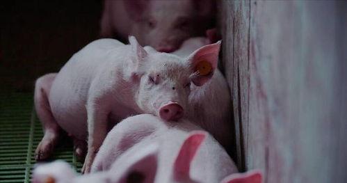 猪吃瓜的配音视频,萌宠趣味横生，笑料百出