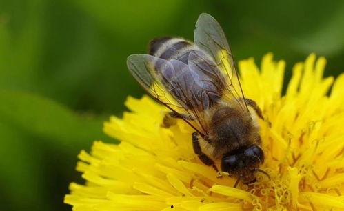老瓜给蜜蜂吃可以吗视频,一场甜蜜的生态互动