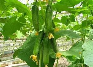 天津吃瓜51视频,揭秘网络热传视频背后的故事