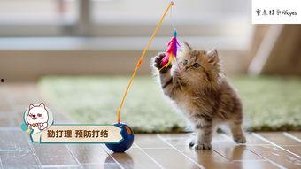 小猫咪偷听吃瓜视频,小猫咪意外成吃瓜群众，萌态百出引网友热议