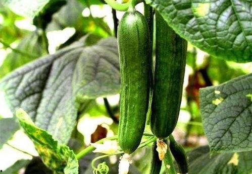 茄瓜能不能晒干吃呢视频