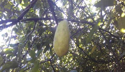 东北吃八月瓜视频大全集,视频大全集带你领略地方特色