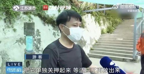 网红集体吃瓜视频