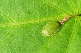 小瓜芽有虫吃怎么办视频